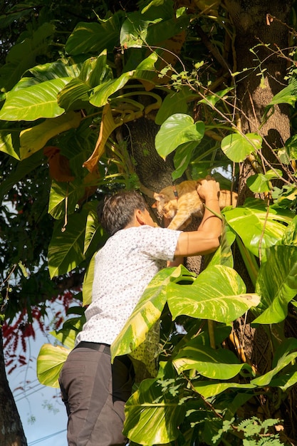 男は困っている木の猫の中で木の猫に引っかかっている猫を救助します