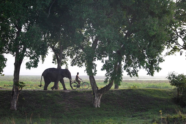 Foto uomo in bicicletta con un elefante sulla strada tra gli alberi