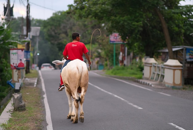 Man riding his cow along village road to his rice field in Yogyakarta 1 February 2024