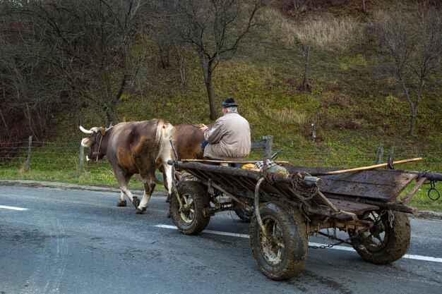 Фото Мужчина едет на лошадиной телеге на улице