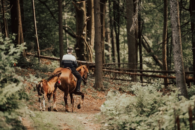 Man riding horse down toad in forest