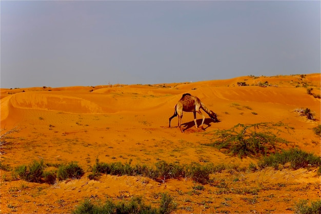 Man riding motorcycle on desert against kamel