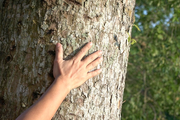 Man's hand aanraken van boomschors