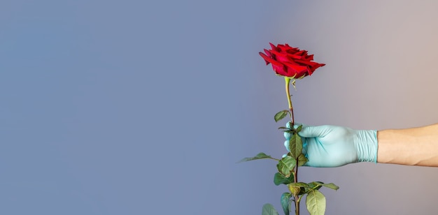 A man's hand in a blue protective glove is holding and giving a red rose