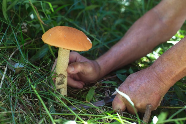 A man's hand cuts a boletus with a knife in the forest