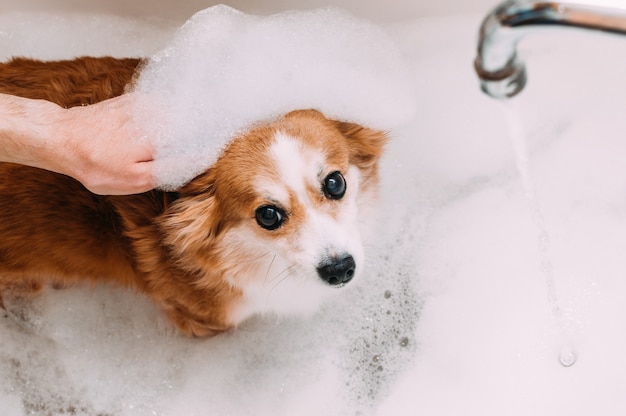 Man's hand en een hond in het schuim om te baden. Hondenhygiëne concept