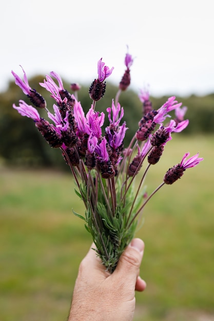 Man's hand holding a bouquet of wild lavender flowers