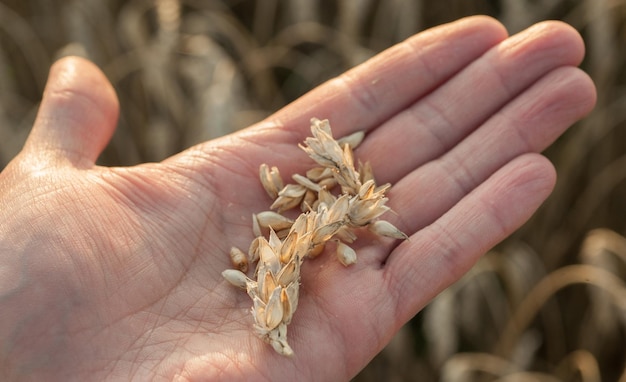 A man's hand holding an ear of corn and grains in a wheat field harvest The concept of agriculture crop capacity