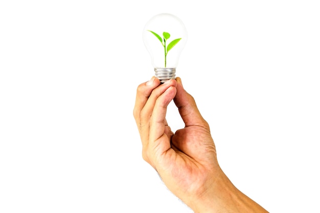 Man's hand holding a light bulb with a small tree inside on white background