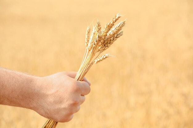 Man's hand holding wheat on blurred background