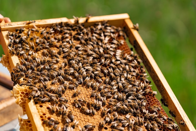 Man's hand holds a wooden frame with honeycombs and bees in the summer in the yard