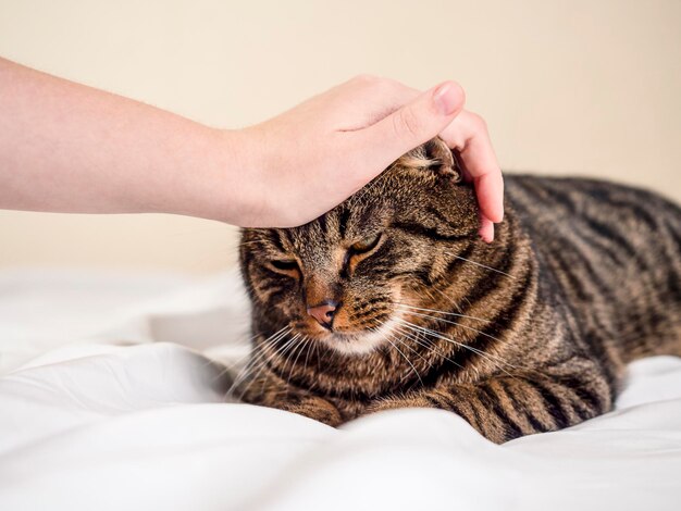 Мужская рука гладит кошку Забота о питомцах семейная любовь Домашние питомцы дарят радость душевное здоровье тепло и уют