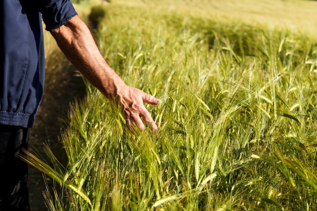 Man&#39;s hand met spicas van tarwe in een tarweveld