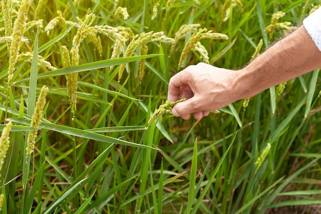 Man's hand picking up rice seeds