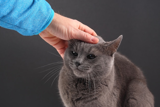 Рука человека, поглаживающая серую кошку