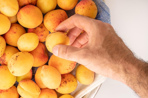 Man's hand takes a ripe apricot