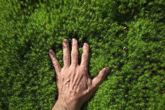 Фото Рука человека касается зеленого лесного мха.