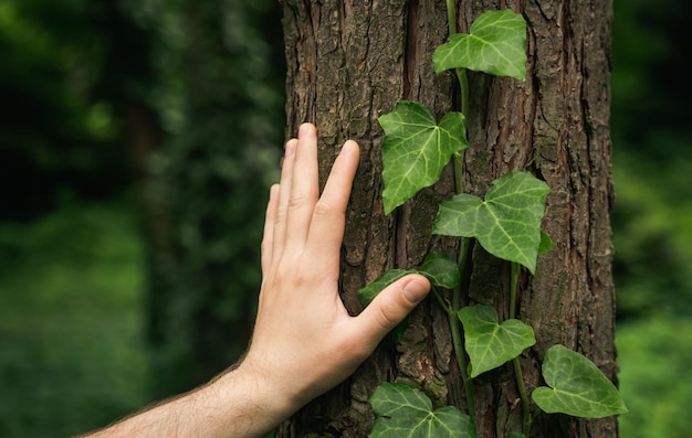 A man's hand touches the bark of a tree covered with ivy in the forest ecology forest nature