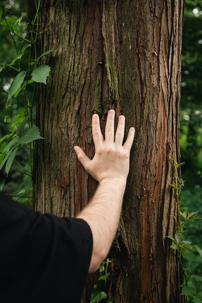 A man's hand touches the bark of a tree covered with ivy in the forest wild forest ecology energy