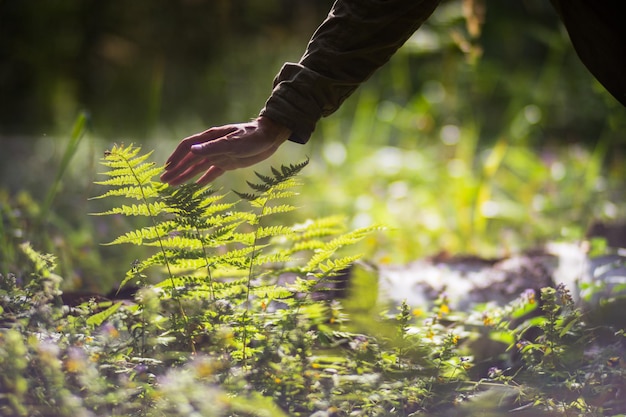 A man's hand touches a fern in the forest Caring for the environment The ecology the concept of saving the world and love nature by human