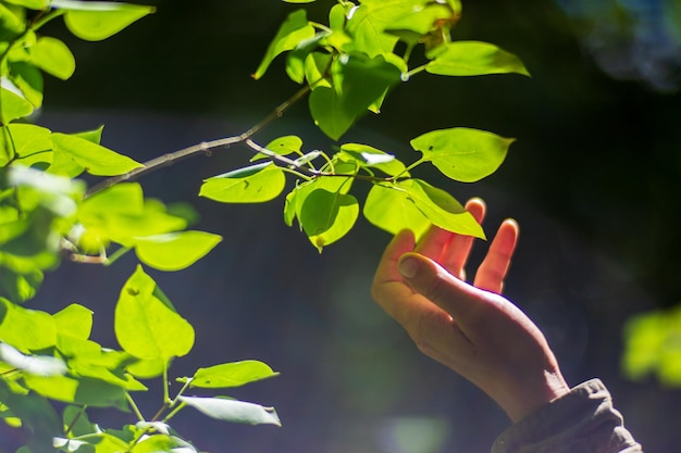 A man's hand touches a tree branch with foliage caring for the environment the ecology the concept of saving the world and love nature by human