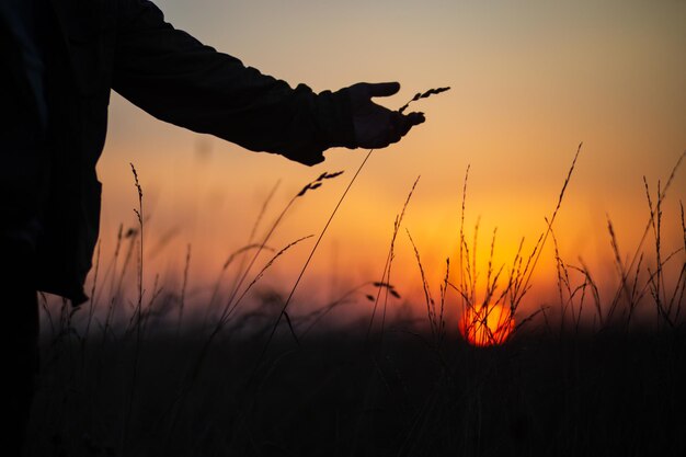 日没時に草に触れる男の手 環境への配慮 エコロジーは、人間が世界を救い、自然を愛するという概念