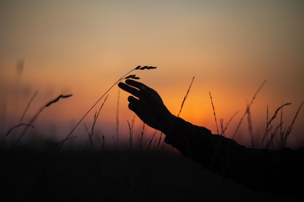 La mano di un uomo che tocca l'erba al tramonto la cura dell'ambiente l'ecologia il concetto di salvare il mondo e amare la natura dall'uomo