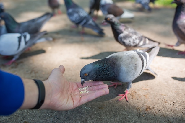 Man's hand van een man die zaden vasthoudt die brood eten en duiven vogels voeren op straat in het park