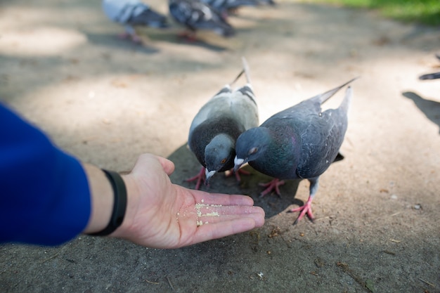 Man's hand van een man die zaden vasthoudt die brood eten en duiven vogels voeren op straat in het park