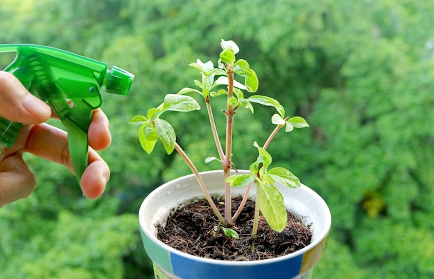 バルコニーで未熟な鉢植えの植物に水をまく男の手