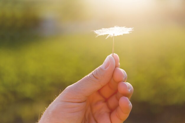 Man's hand with feather seed of dandelion.