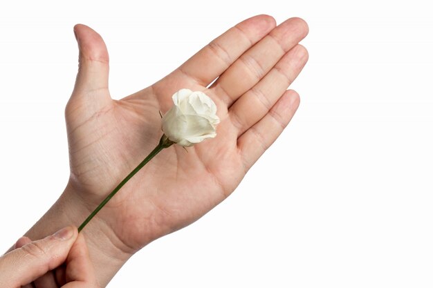 Man's hand with a pink rosed on white background