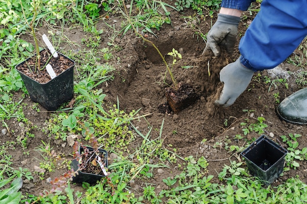 男の手が庭にブルーベリーを植えています。