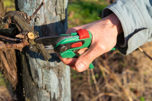 Man's hands cutting branch of wine vine plant Vine pruning