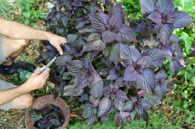 Foto mani dell'uomo che raccolgono foglie di shiso. pianta giapponese dall'alto valore gastronomico e medicinale