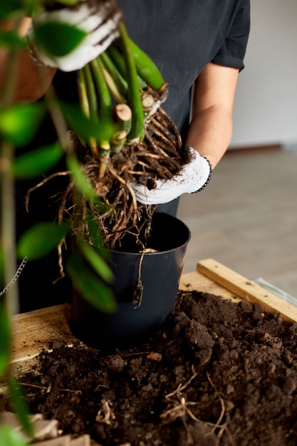 男の手は、根のあるザミオクルカス植物を保持し、屋内で花を植え替え、自宅で観葉植物の鉢植えを行います