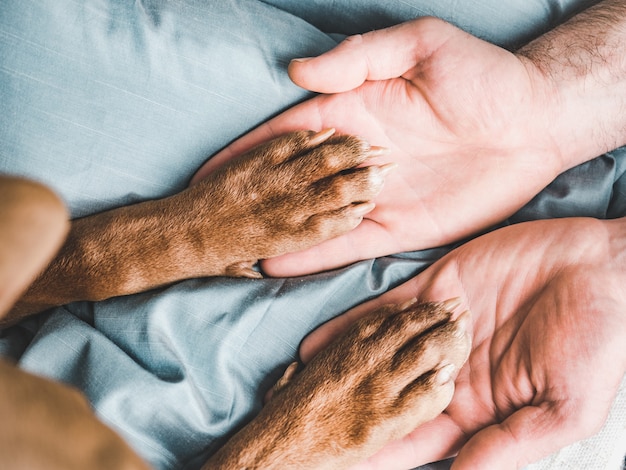 Foto le mani dell'uomo che tengono le zampe di un giovane cucciolo