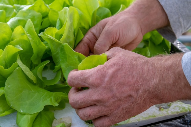 Man's hands planting hydroponic lettuce