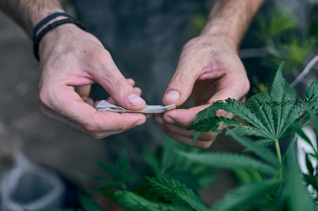 A man's hands rolling marijuana joint near the cannabis plant