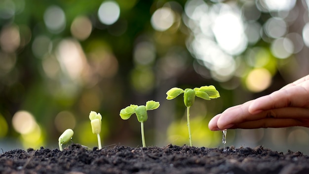 小さな植物に水をまく男の手