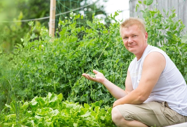 Man scheurt erwten in de tuin