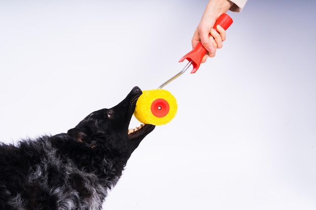 Man schildert zijn hond terwijl hij renovatiewerkzaamheden uitvoert in de kamer goede relatie tussen een hond en zijn baasje