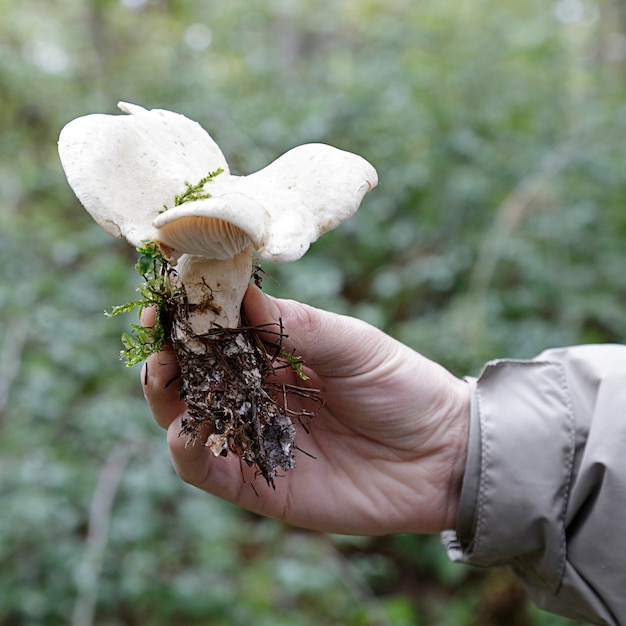 음핵 칸디다 버섯을 보여주는 남자