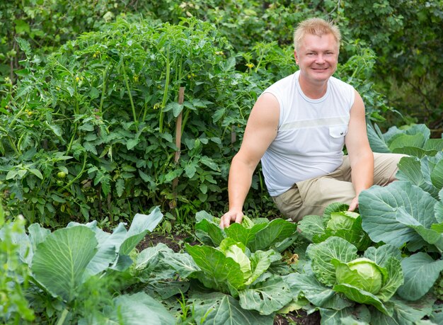 Man shows the cabbage harvest in garden