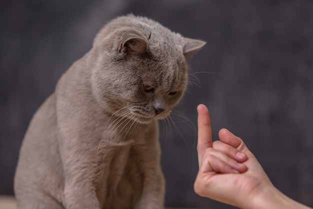 A man shows the middle finger of his hand to a pet. The cat looks sadly at the owner's hand.