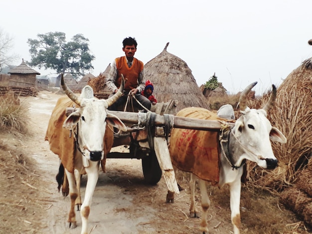 写真 牛の馬車に座っている男