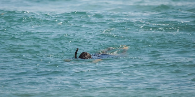 Foto man snorkelt in de oceaan tijdens zomervakantie