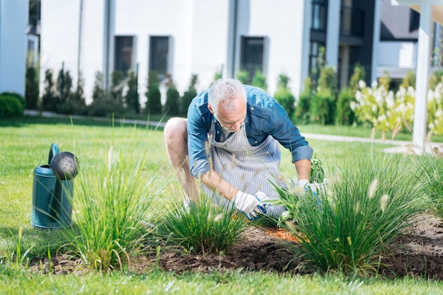 Man and soil. Bearded grey-haired man wearing blue shirt and striped apron enriching the soil after planting flowers