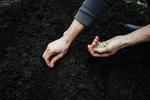 A man sows peas in the ground for planting holds a handful of\
green ecofriendly seeds in his hands