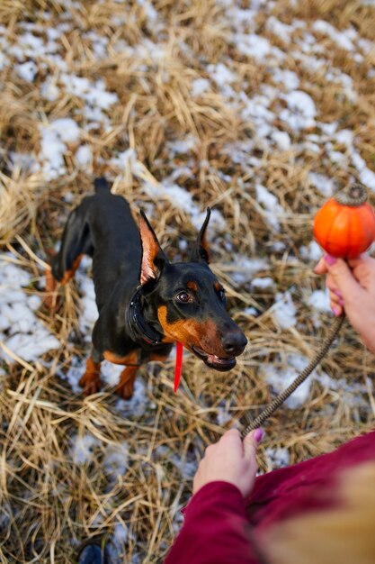 男は屋外で美しい犬のドーベルマンと時間を過ごす